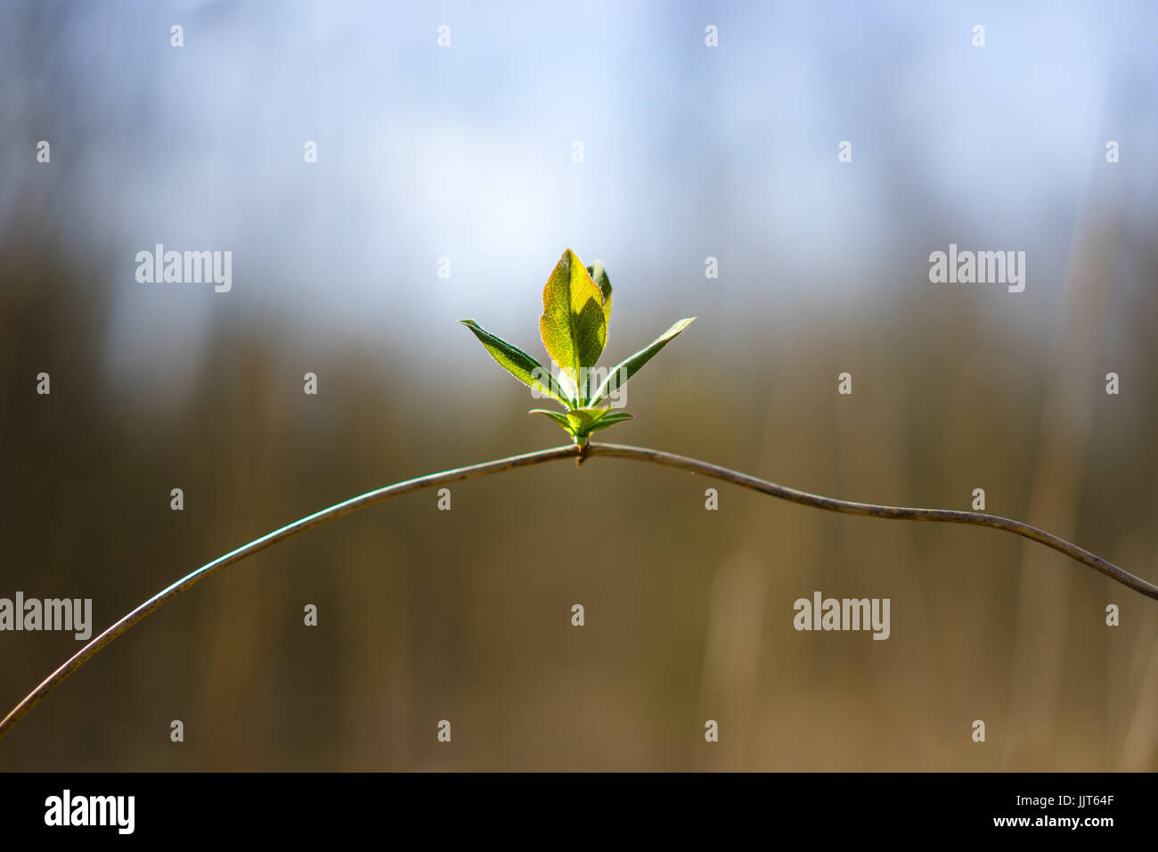 Springtime budding foliage balancing on a twig, which (with a little imagination) looks like an equilibrist. Stock Photo