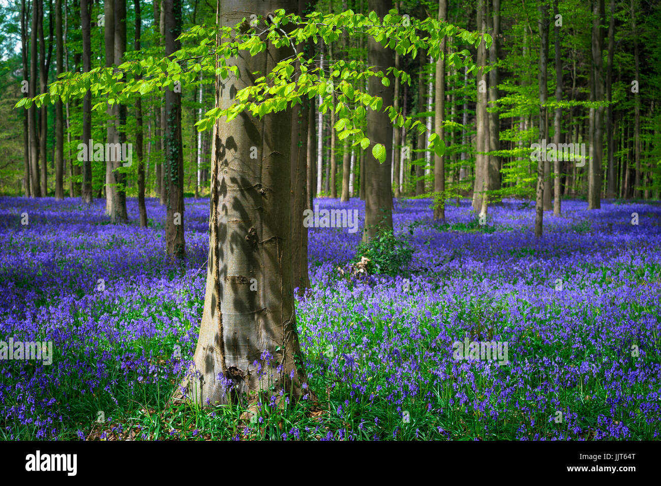 Magical Belgian Hallerbos turns into a sea of wild bluebells every spring. The fresh green leaves of the beech trees provide a colorful contrast. Stock Photo