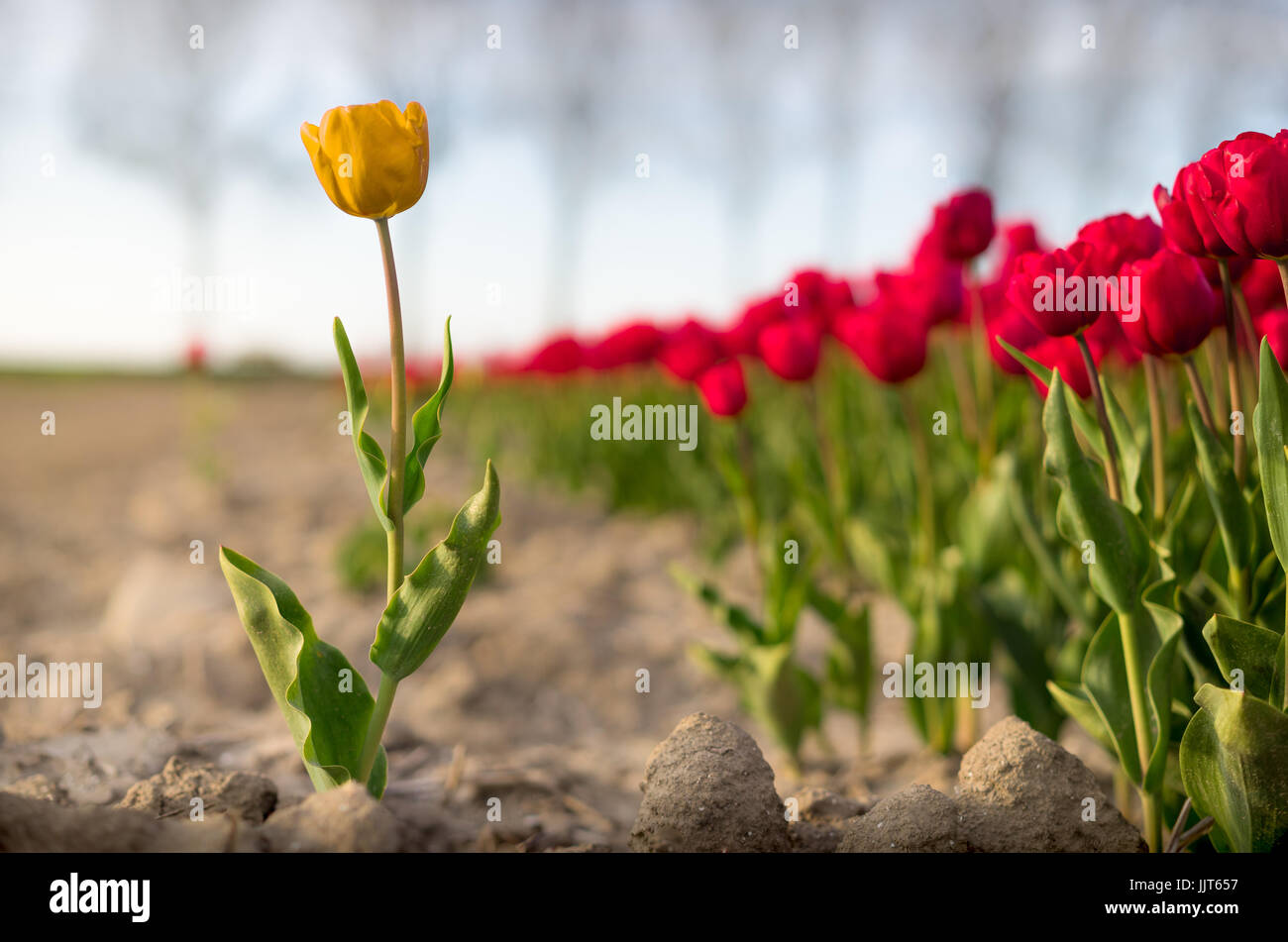 A single tulip seperated from a larger group, conceptually an outsider or the opposite, a leader. Stock Photo