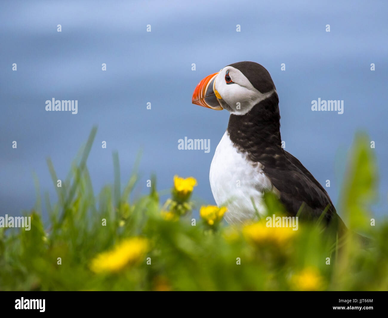 Nice close up of an Atlantic puffin between flowers at the Puffin colony near Borgarfjordur Eystri, Iceland. Stock Photo