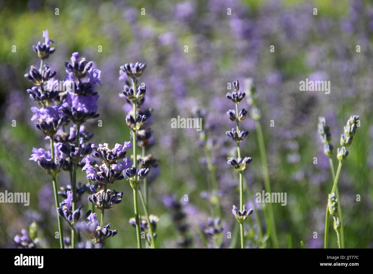 Background of flowers Stock Photo - Alamy