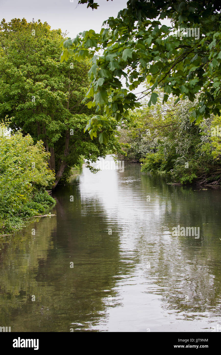 Trout Stream in summer Stock Photo Alamy