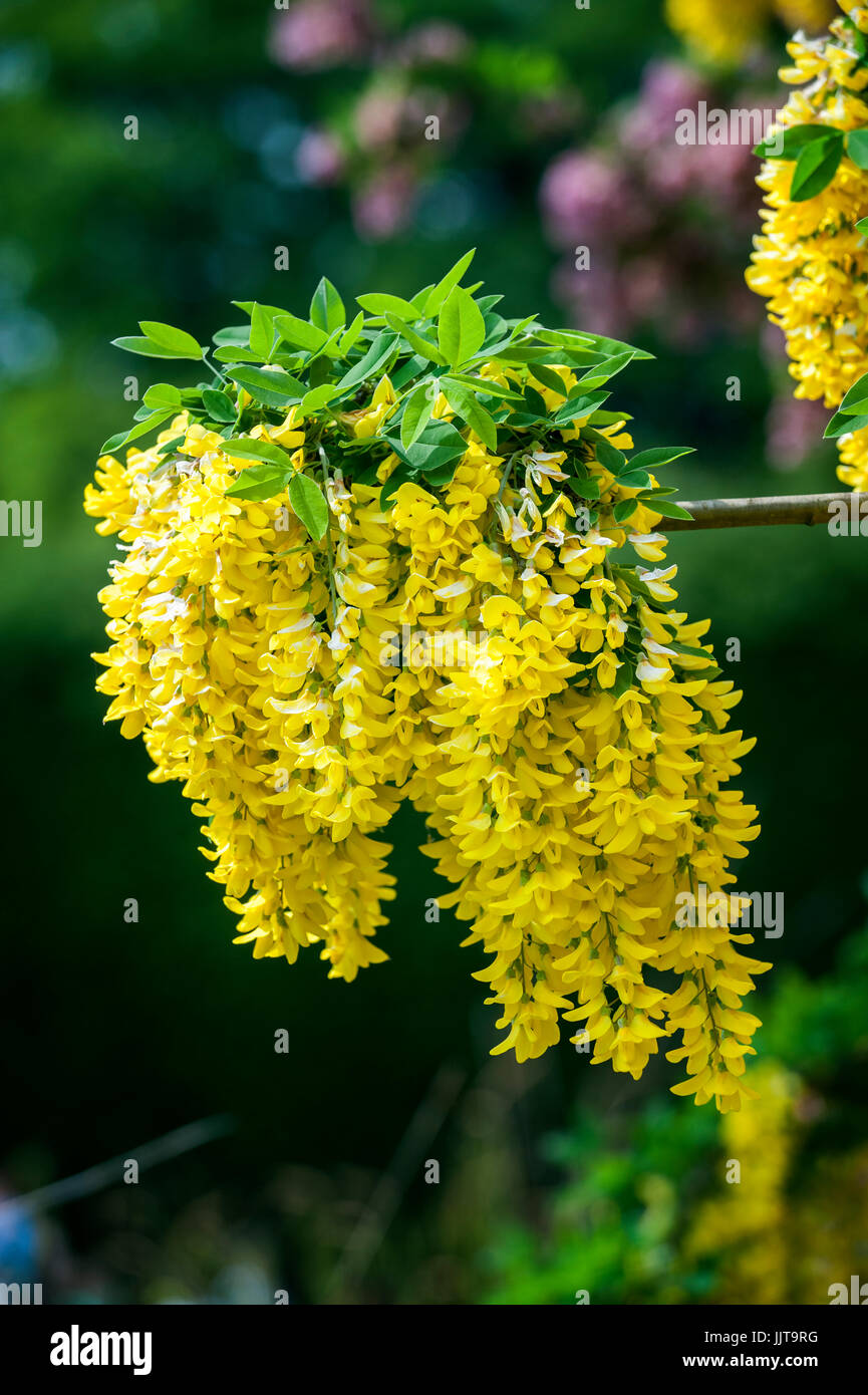 Cassia fistula in full bloom hi-res stock photography and images - Alamy