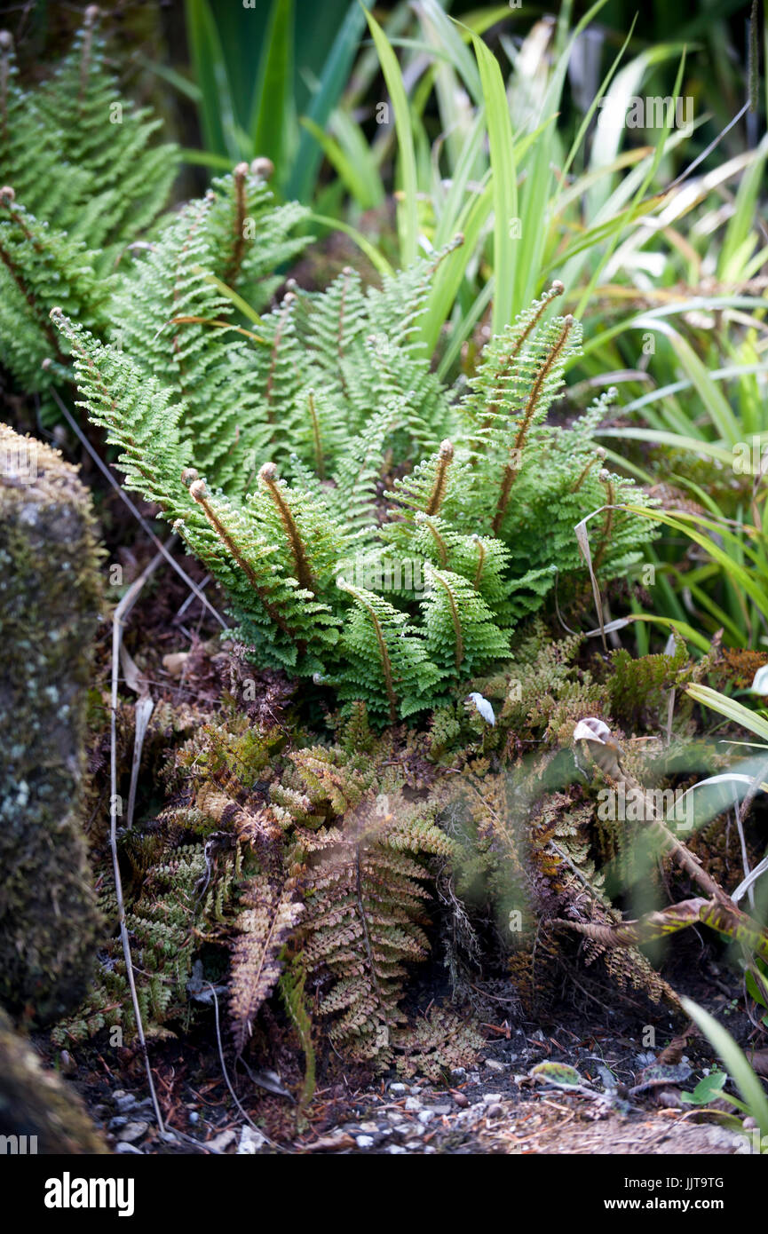 Dryopteris submontana Limestone Buckler Fern Stock Photo