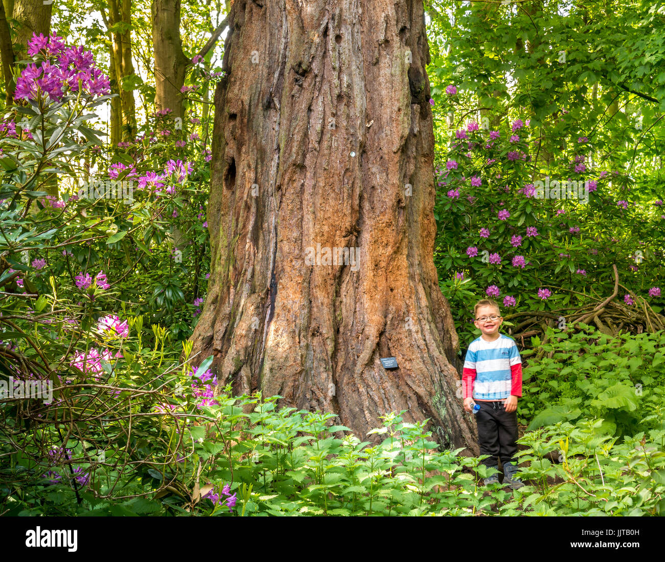 Young boy standing next to giant redwood sequoia tree,  Sequoiadendron giganteum, Smeaton Wood, East Lothian, Scotland, UK Stock Photo