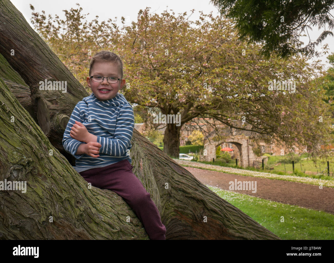 Young child smiling and sitting in an old tree, Dirleton Castle Grounds, East Lothian, Scotland, UK Stock Photo