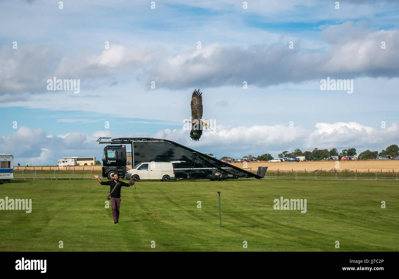 Ben Potter Birds of Prey Display, Wheels and Wings 2016, East Fortune