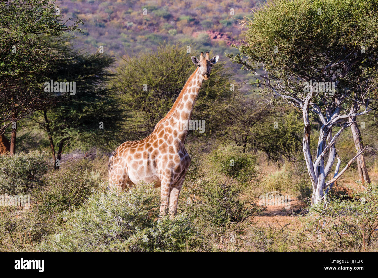 Giraffe, Onkonjima, Namibia Stock Photo