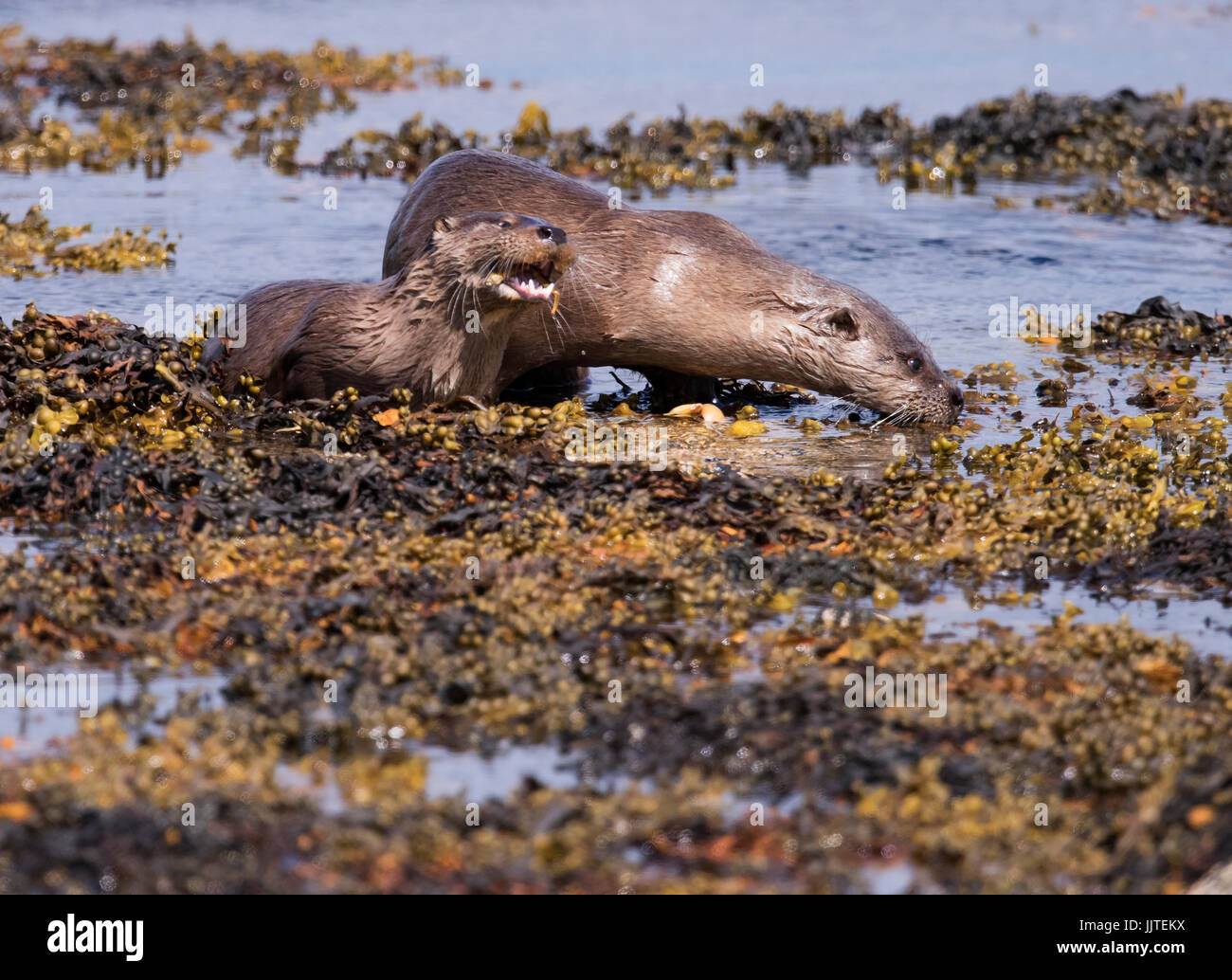 A young Otter (Lutra lutra) eats a crab next to it's mother, shetland, UK Stock Photo