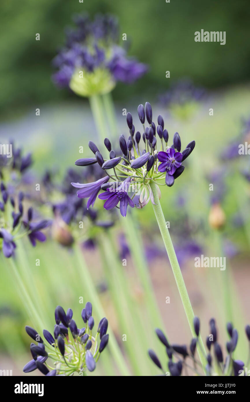 Agapanthus 'Alan Street'. African blue lily Stock Photo