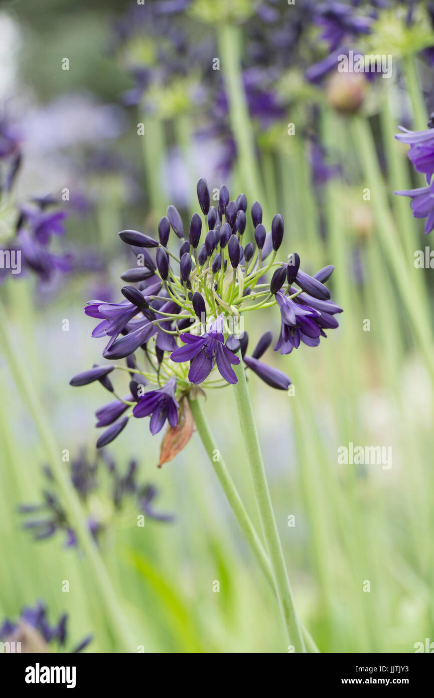 Agapanthus 'Alan Street'. African blue lily Stock Photo