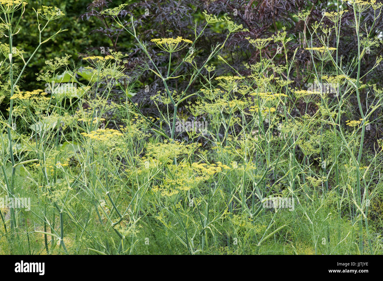 Foeniculum Vulgare Purpureum. Bronze fennel in flower. UK Stock Photo