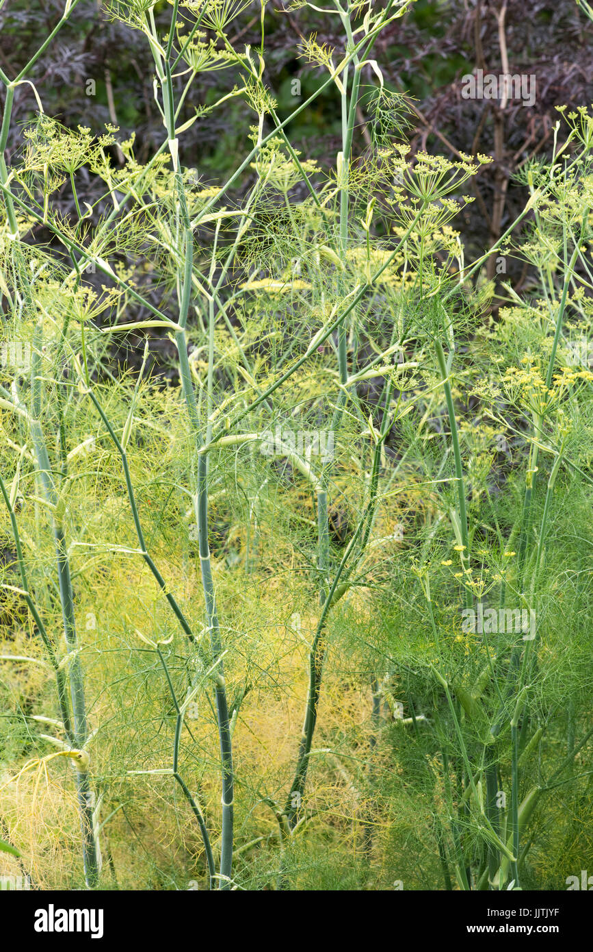 Foeniculum Vulgare Purpureum. Bronze fennel in flower. UK Stock Photo