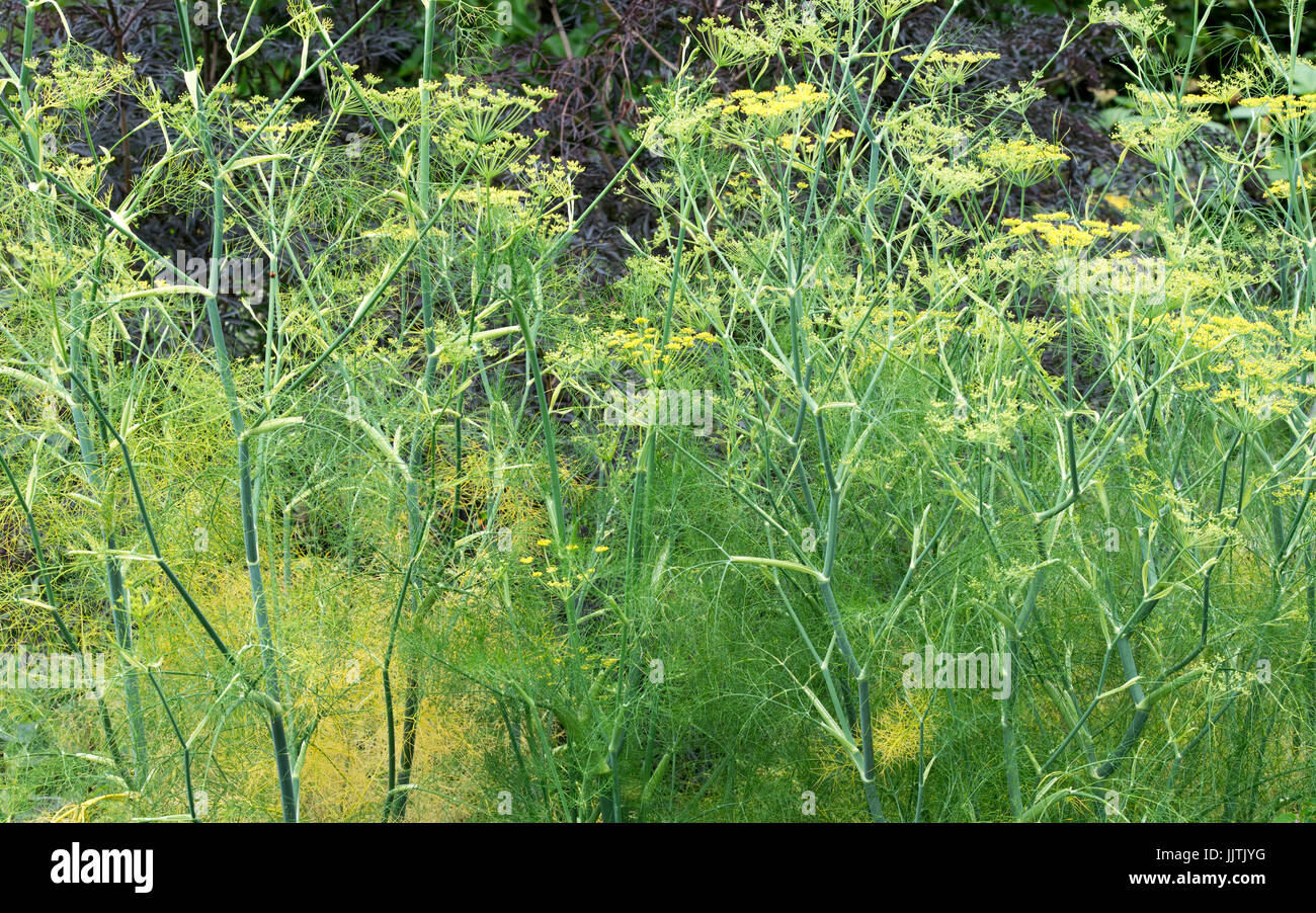 Foeniculum Vulgare Purpureum. Bronze fennel in flower. UK Stock Photo
