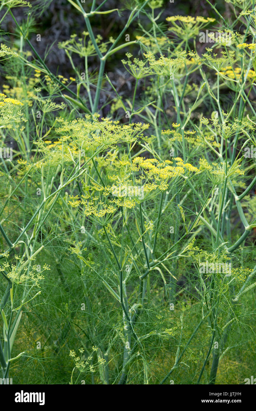 Foeniculum Vulgare Purpureum. Bronze fennel in flower. UK Stock Photo