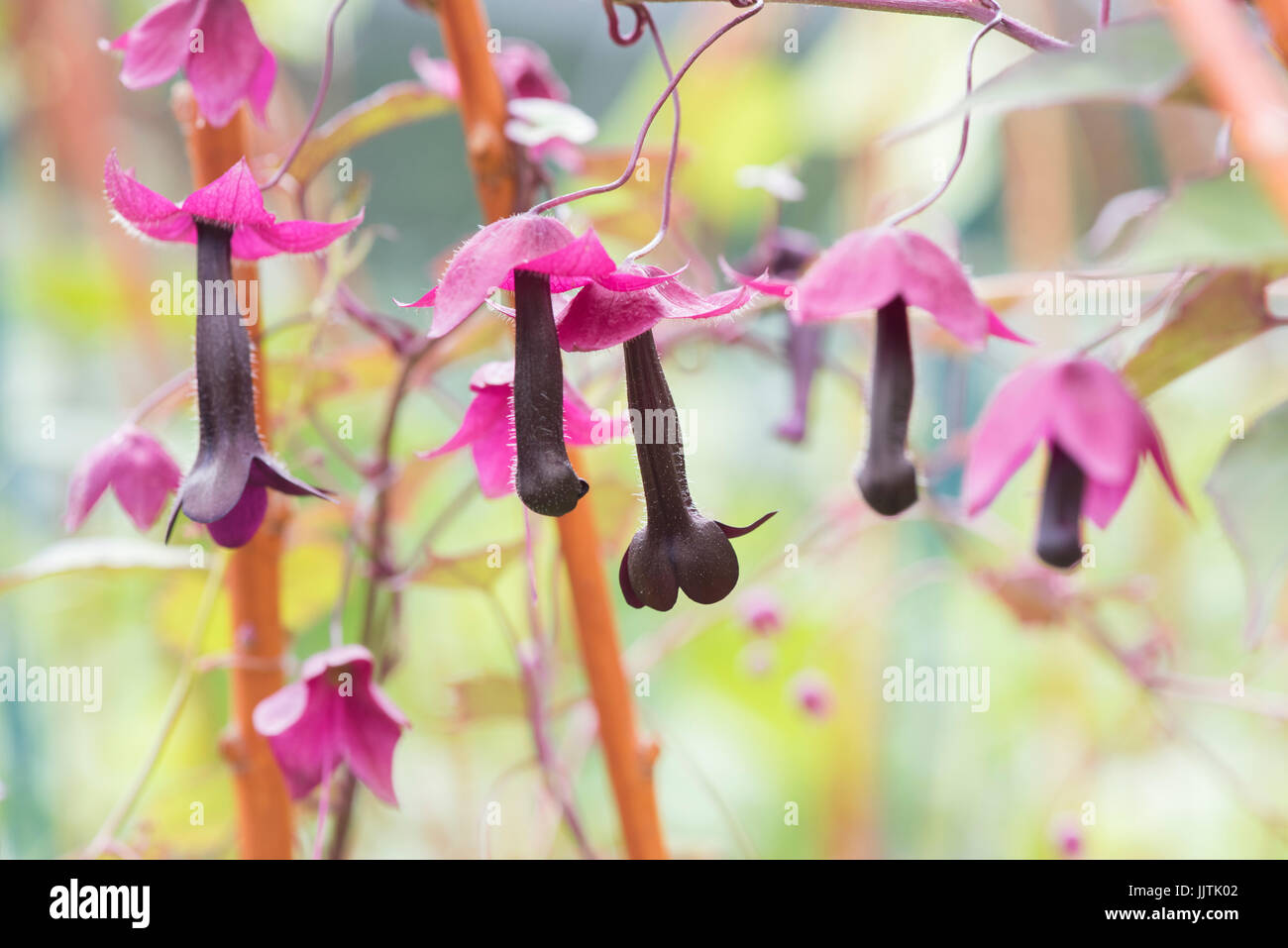 Rhodochiton atrosanguineus. Purple bell vine flowers. UK Stock Photo