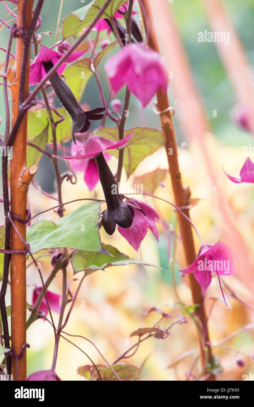 Rhodochiton atrosanguineus. Purple bell vine flowers. UK Stock Photo