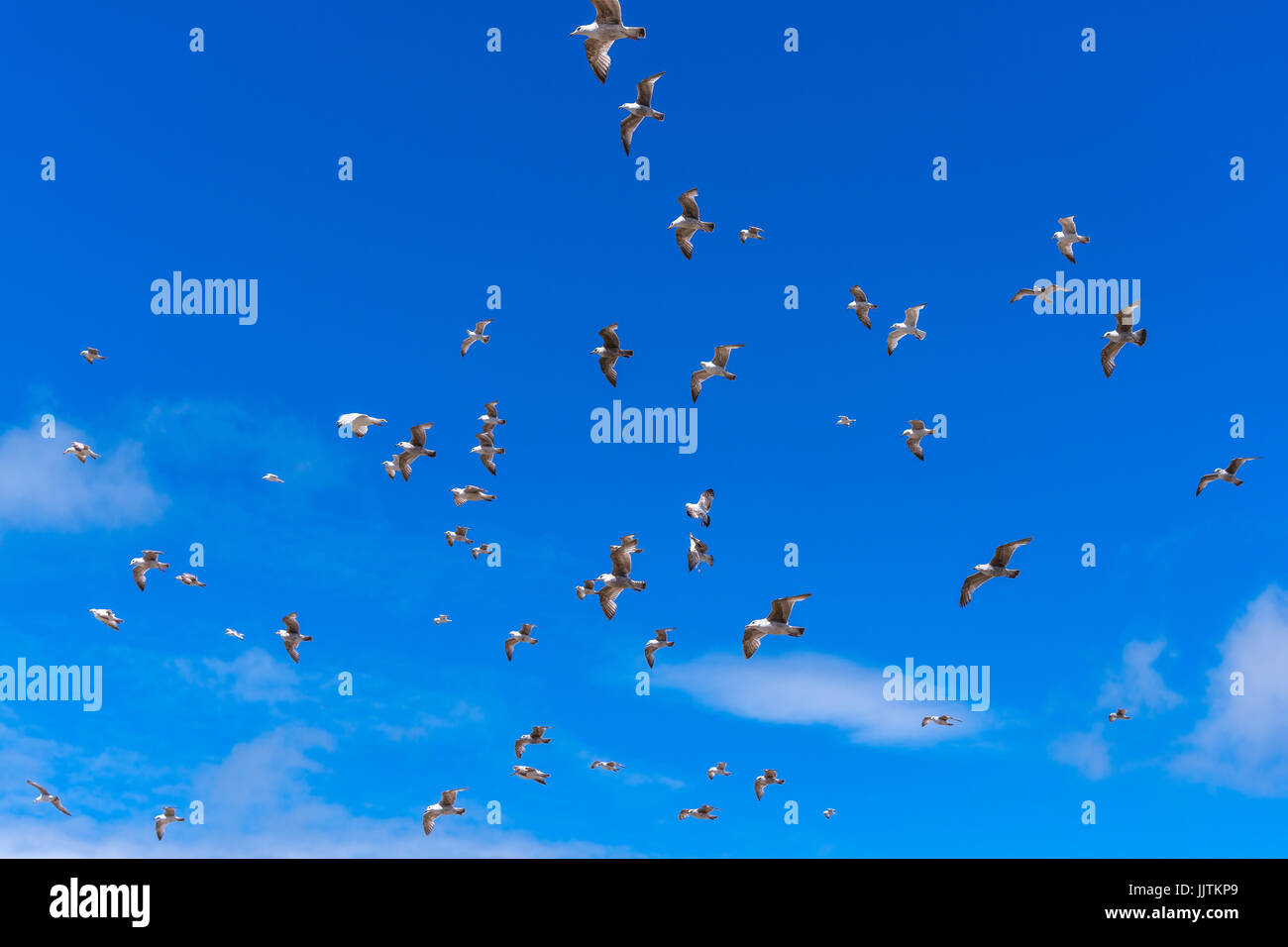 Birds flying on the sky Stock Photo - Alamy