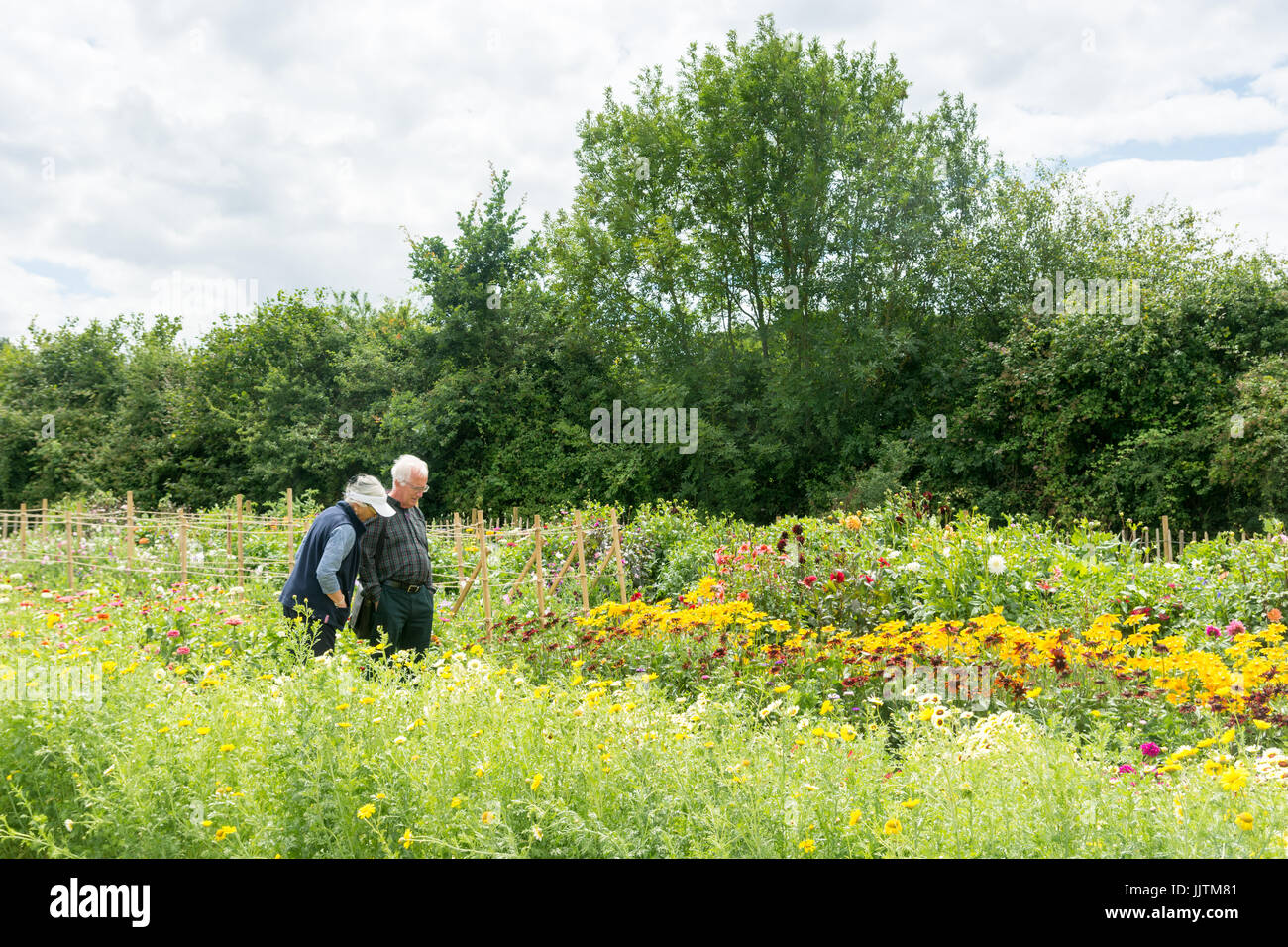 Elderly couple looking at colourful mixed flowers in a garden display at the New Forest Lavender Farm, Landford, Salisbury, UK Stock Photo