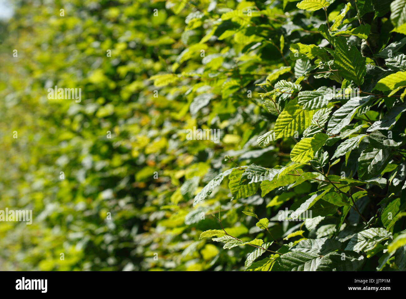 Green  Sheets, green leaves of a hedge Stock Photo