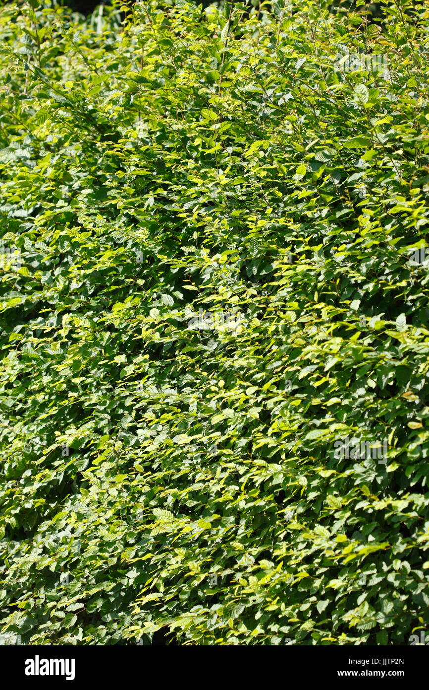 Green  Sheets, green leaves of a hedge Stock Photo