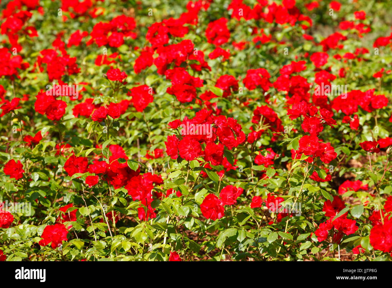 blossoming red colored Roses flowers Stock Photo - Alamy