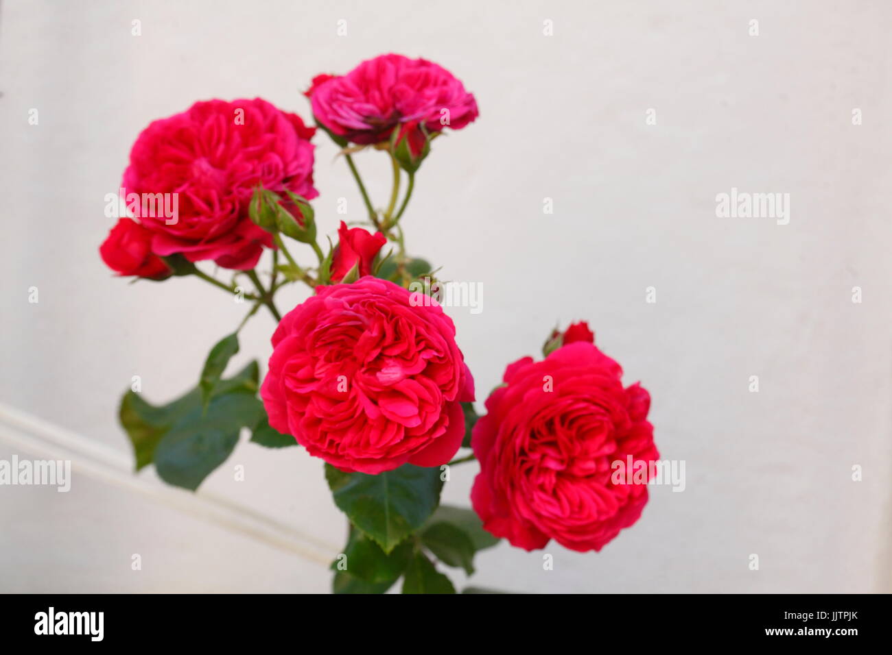 blossoming red colored Roses flowers Stock Photo - Alamy