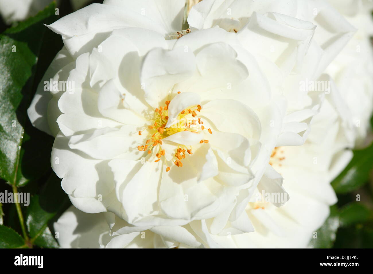 blossoming white colored Roses flowers Stock Photo - Alamy