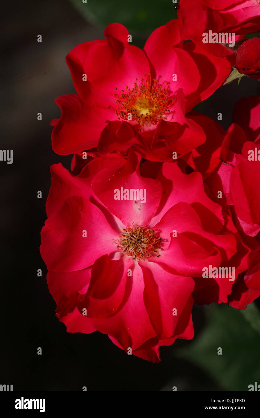 blossoming red colored Roses flowers Stock Photo - Alamy