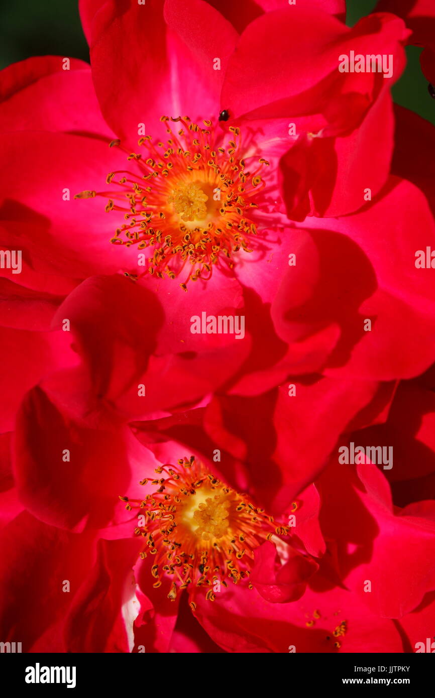 blossoming red colored Roses flowers Stock Photo - Alamy