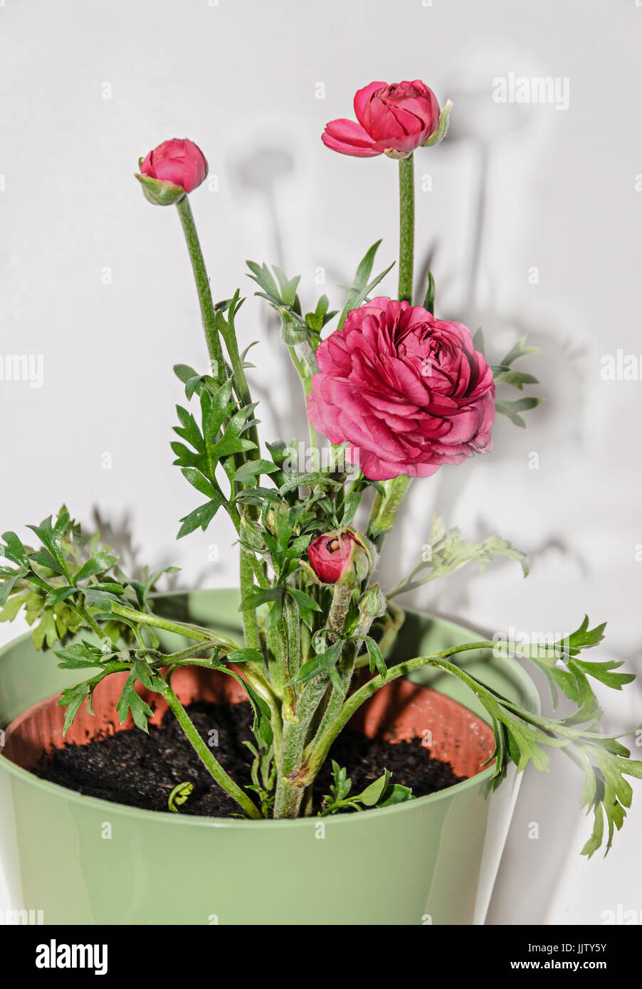 Dark red Ranunculus flower, Ranunculaceae family. Genus include the