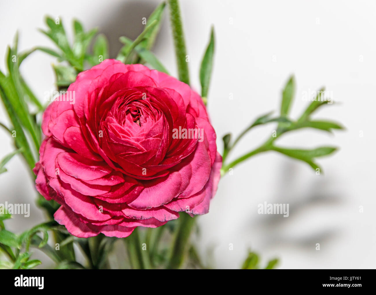 Dark red Ranunculus flower, Ranunculaceae family. Genus include the ...