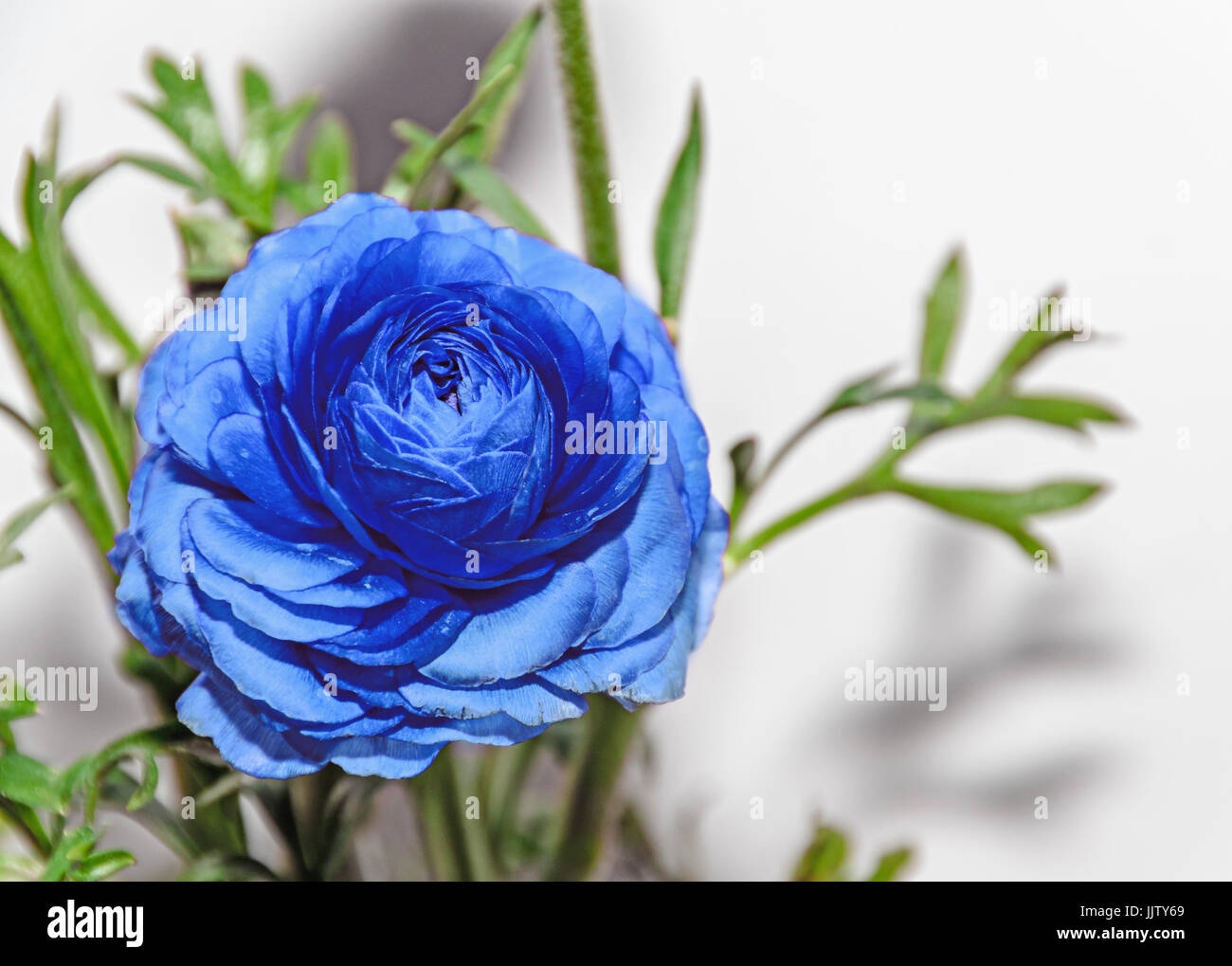 Blue Ranunculus flower, Ranunculaceae family. Genus include the
