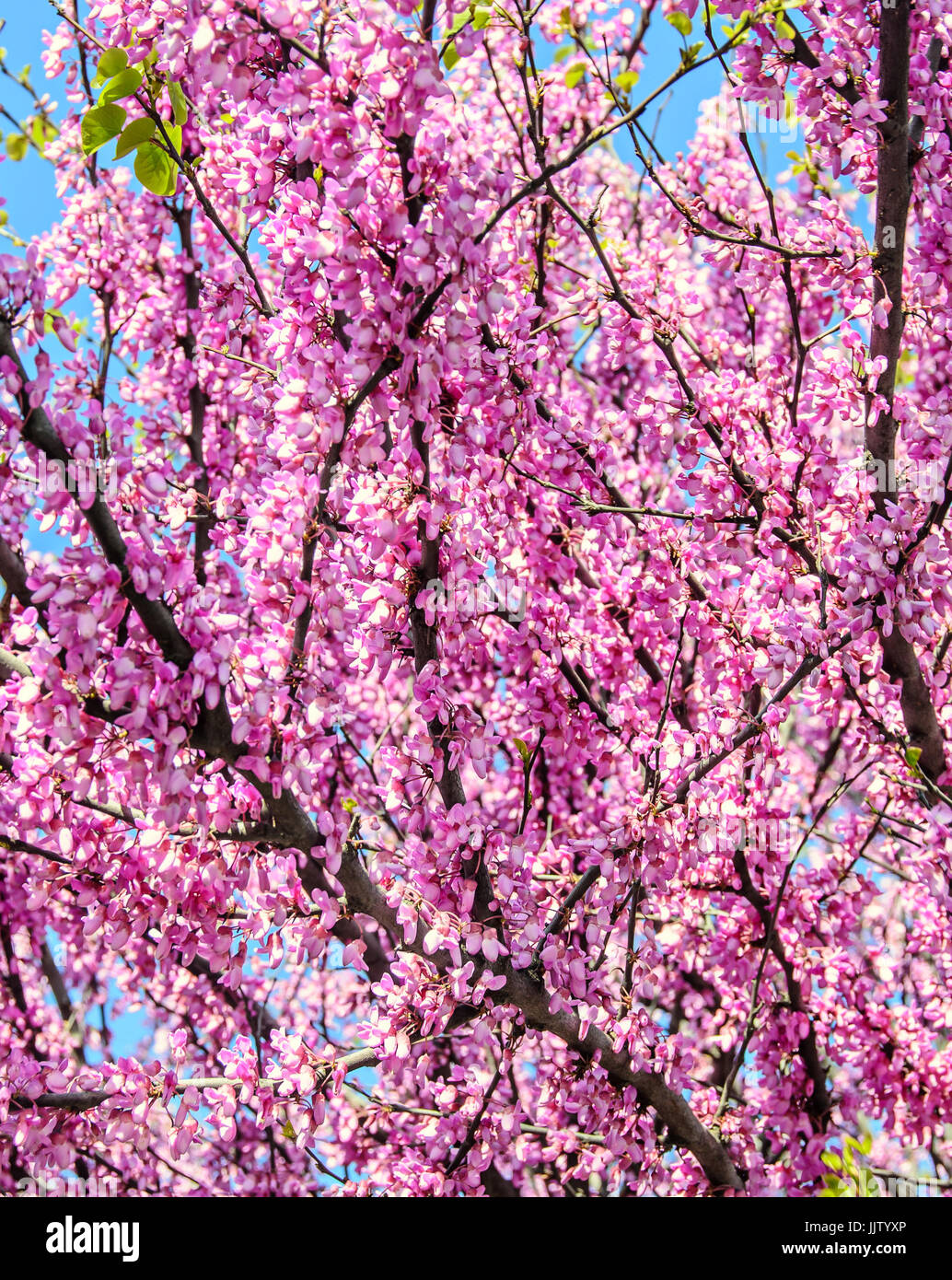 Violet tree flowers of Cercis siliquastrum, Judas tree outdoor Stock ...