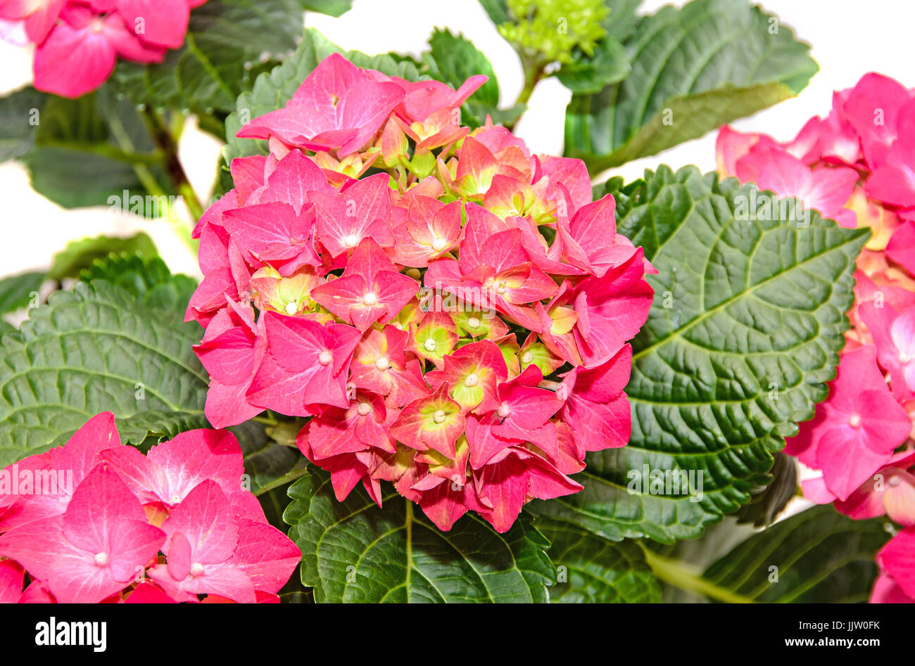Red and pink Hydrangea flowers, hortensia close up isolated Stock Photo ...