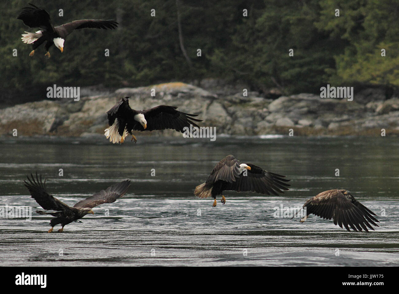 Five bald eagles fishing together near Campbell River, British Columbia