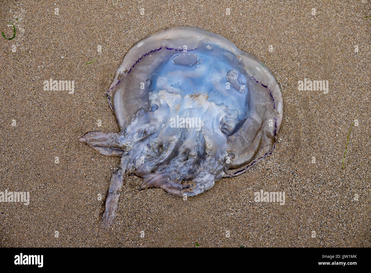Barrel jellyfish wash up along the shore in Pembrokeshire Wales, UK 20.7.17 Stock Photo