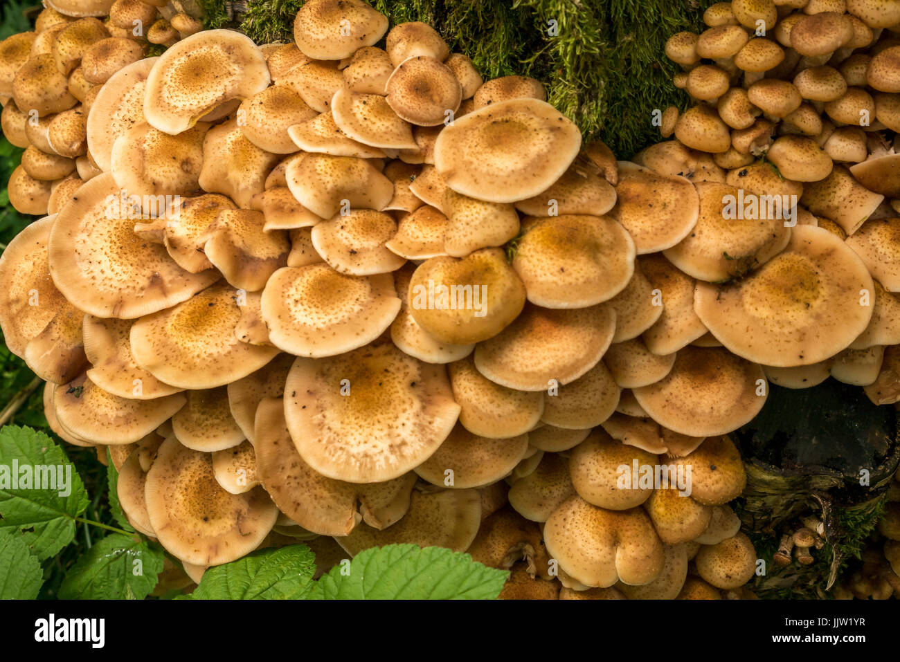 Close up of honey parasitic tree fungus, Armillaria mellea, in Butterdean woodland, East Lothian, Scotland, UK Stock Photo