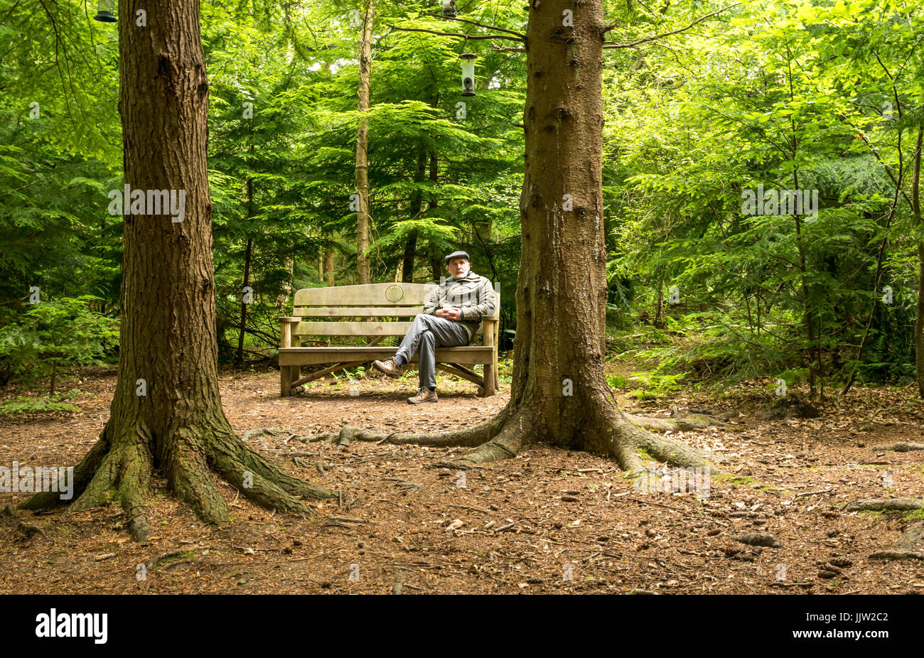 Older man with flat cap sitting on bench in woodland clearing watching bird feeders, Butterdean Wood, Woodland Trust, East Lothian, Scotland, UK Stock Photo