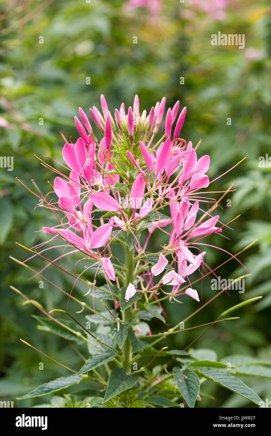 Cleome spinosa pink queen hires stock photography and images Alamy