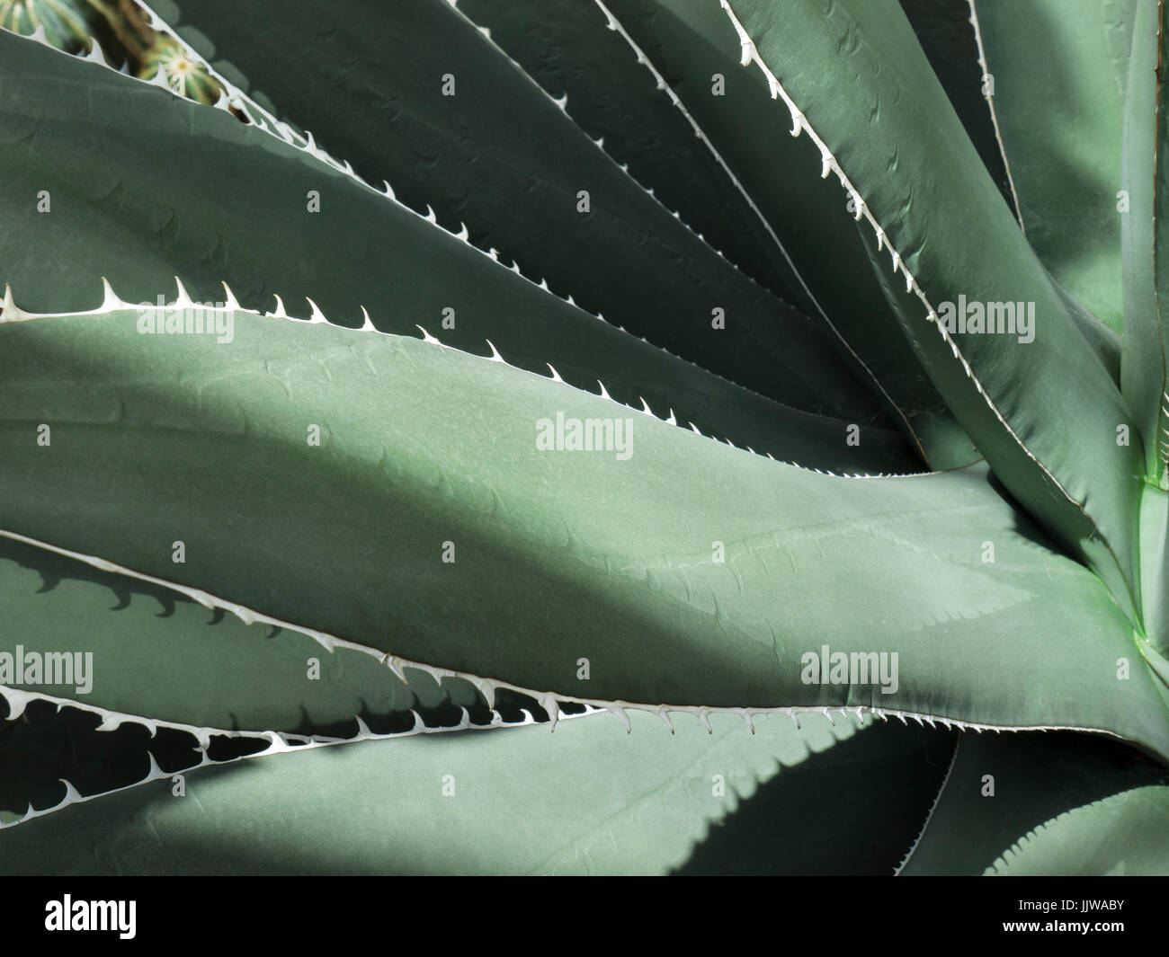 Green Grey Cacti Cactus close sunlit Agave Mandianum plant leaves Stock Photo