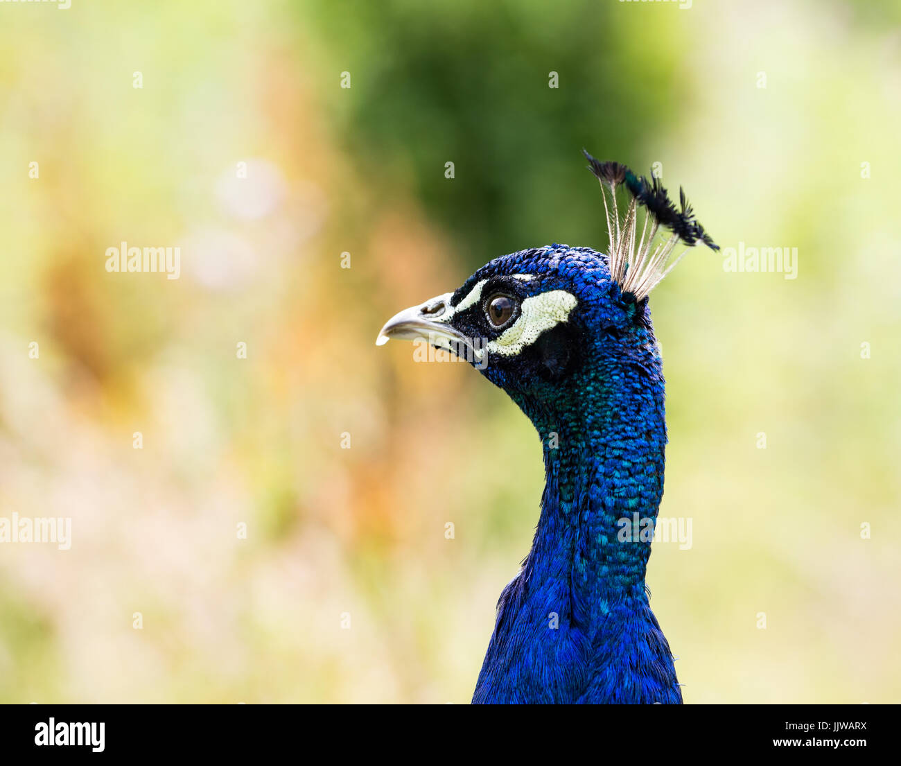 Male indian peacock hi-res stock photography and images - Alamy