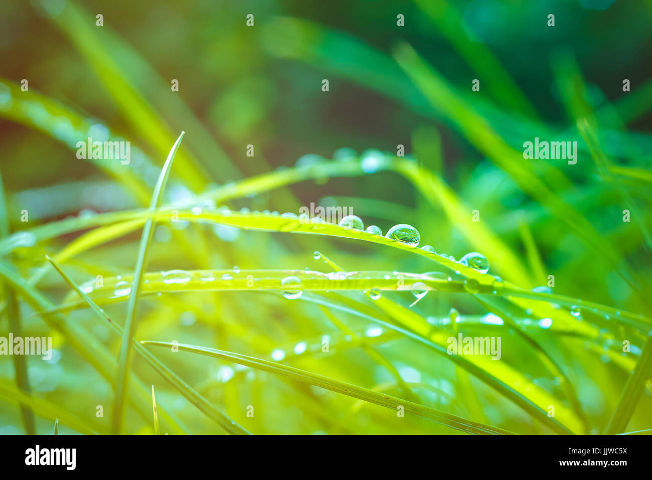 Green flares hi-res stock photography and images - Alamy
