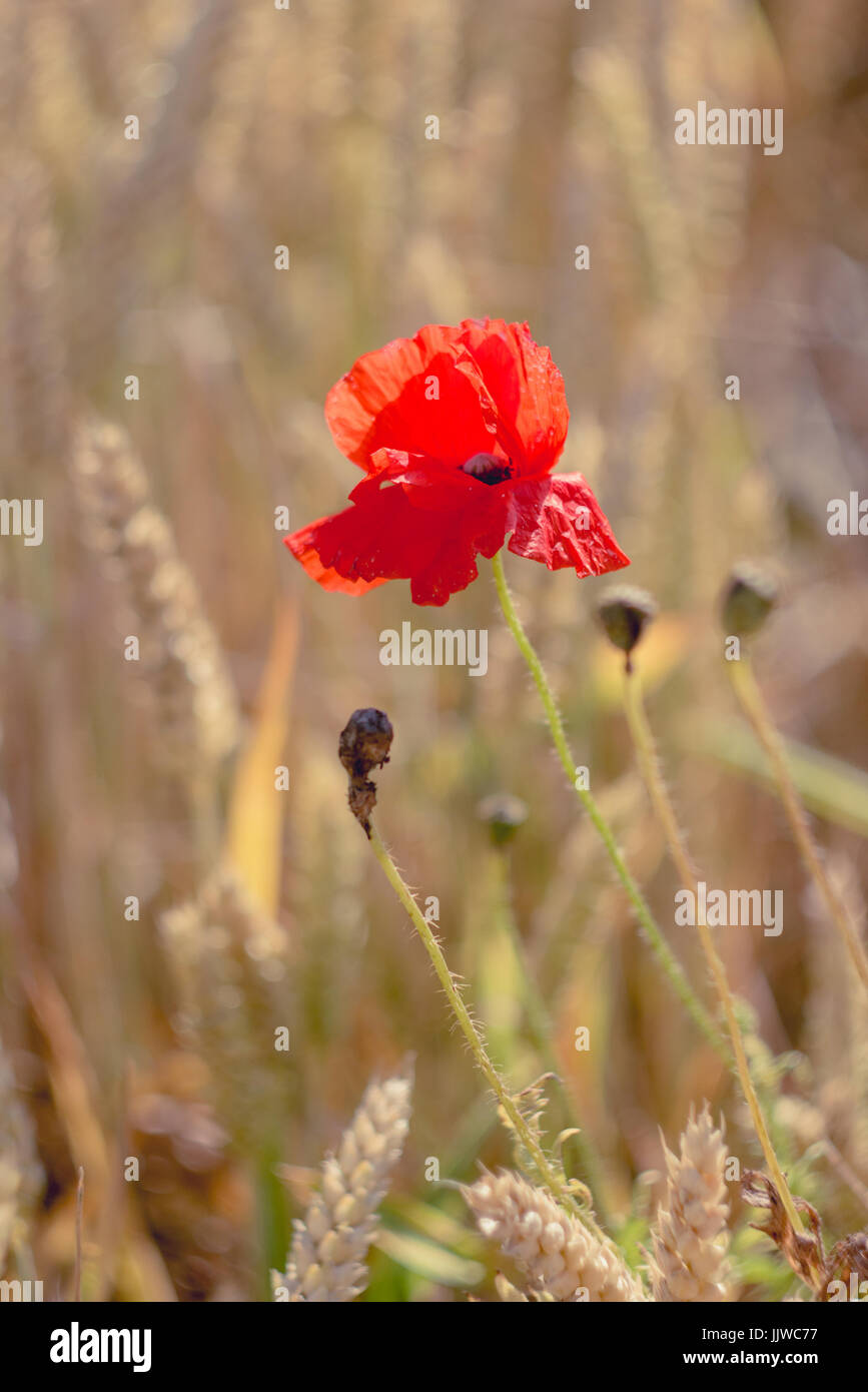 Red poppy flower in ripe wheat field. Flat look Stock Photo - Alamy