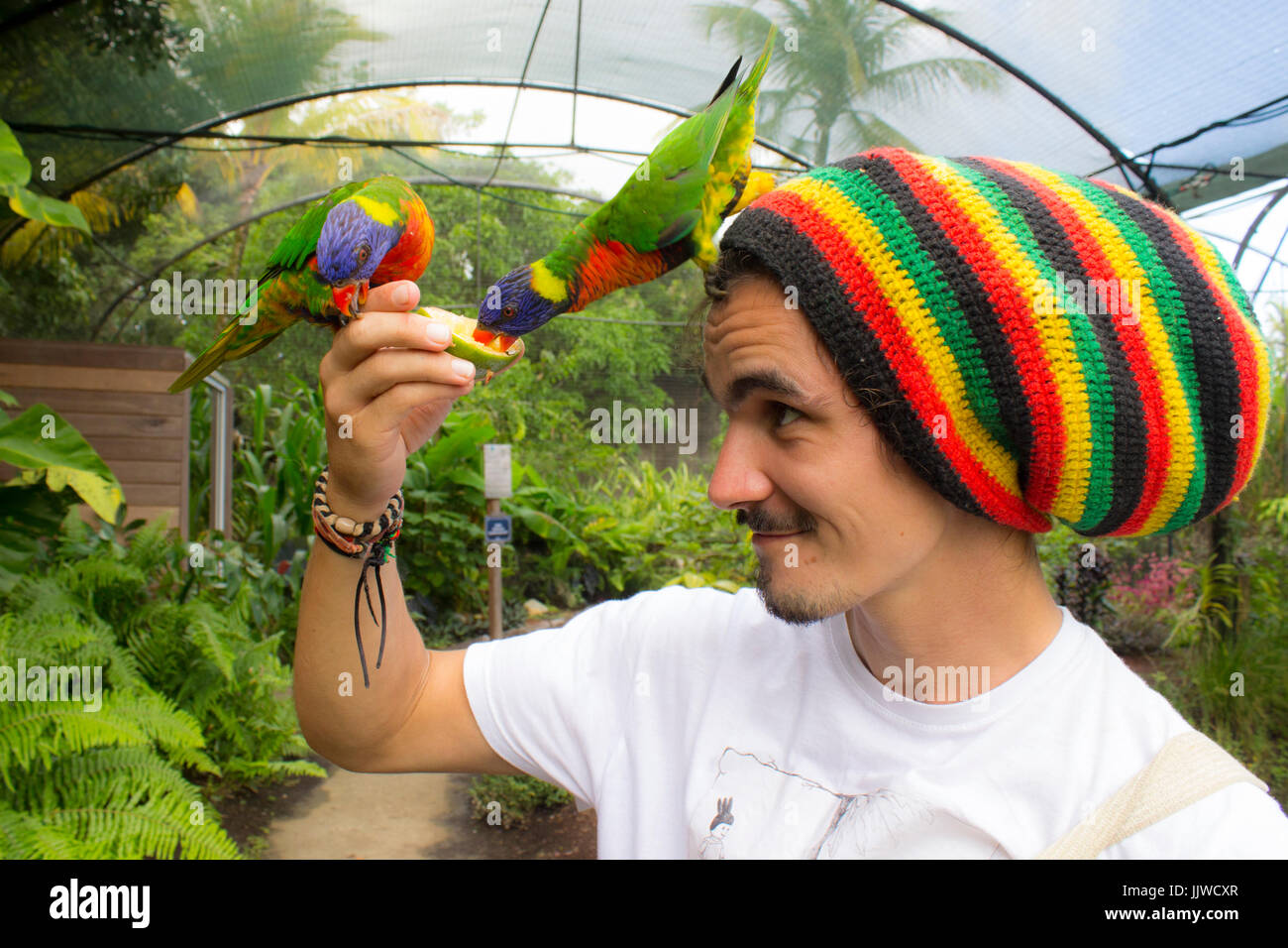 Rastafarian Bird Rasta Bird Hi Res Stock Photography And Images