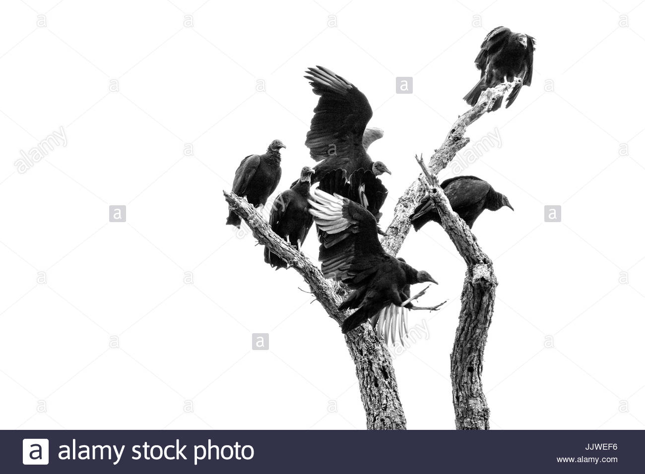 Buzzards Tree High Resolution Stock Photography and Images Alamy