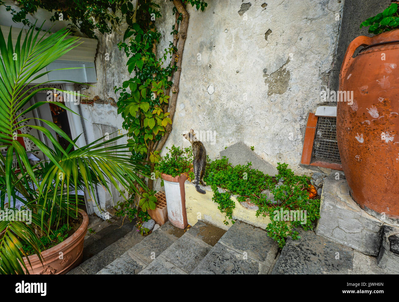 Curious cat looks for insects at an old wall in Positano Italy Stock Photo