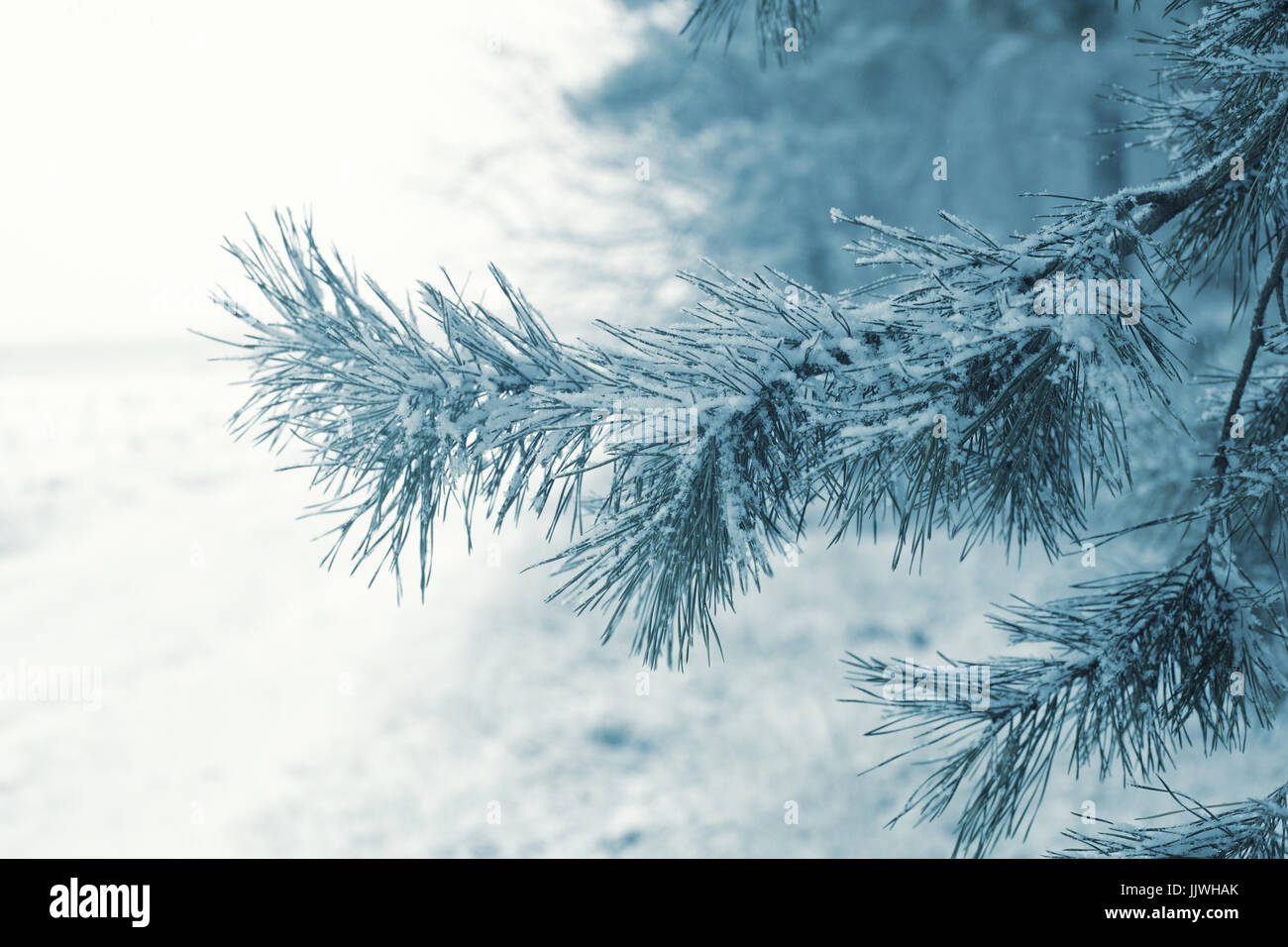 Pine branch covered with snow Stock Photo - Alamy