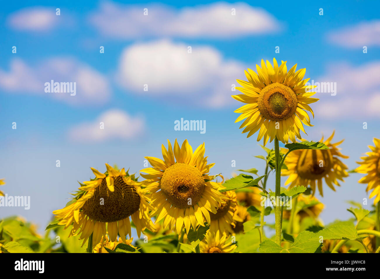 Field of blooming sunflowers on a blue sky with clouds. Background colorful sunflowers at bright summer Stock Photo