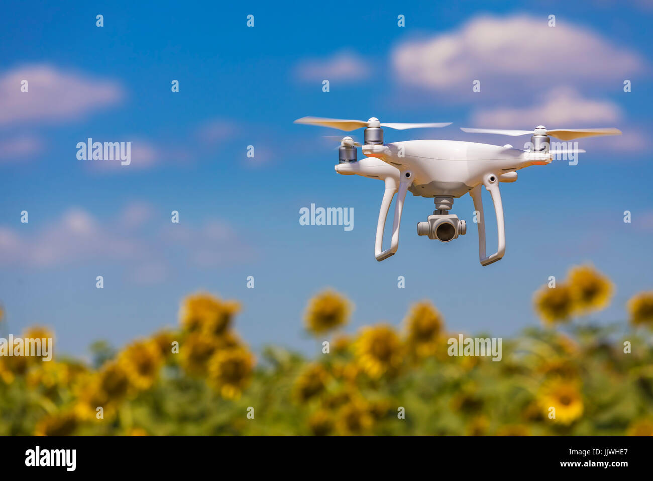 Drone hovering over sunflower field  in clear blue sky partly clouded Stock Photo